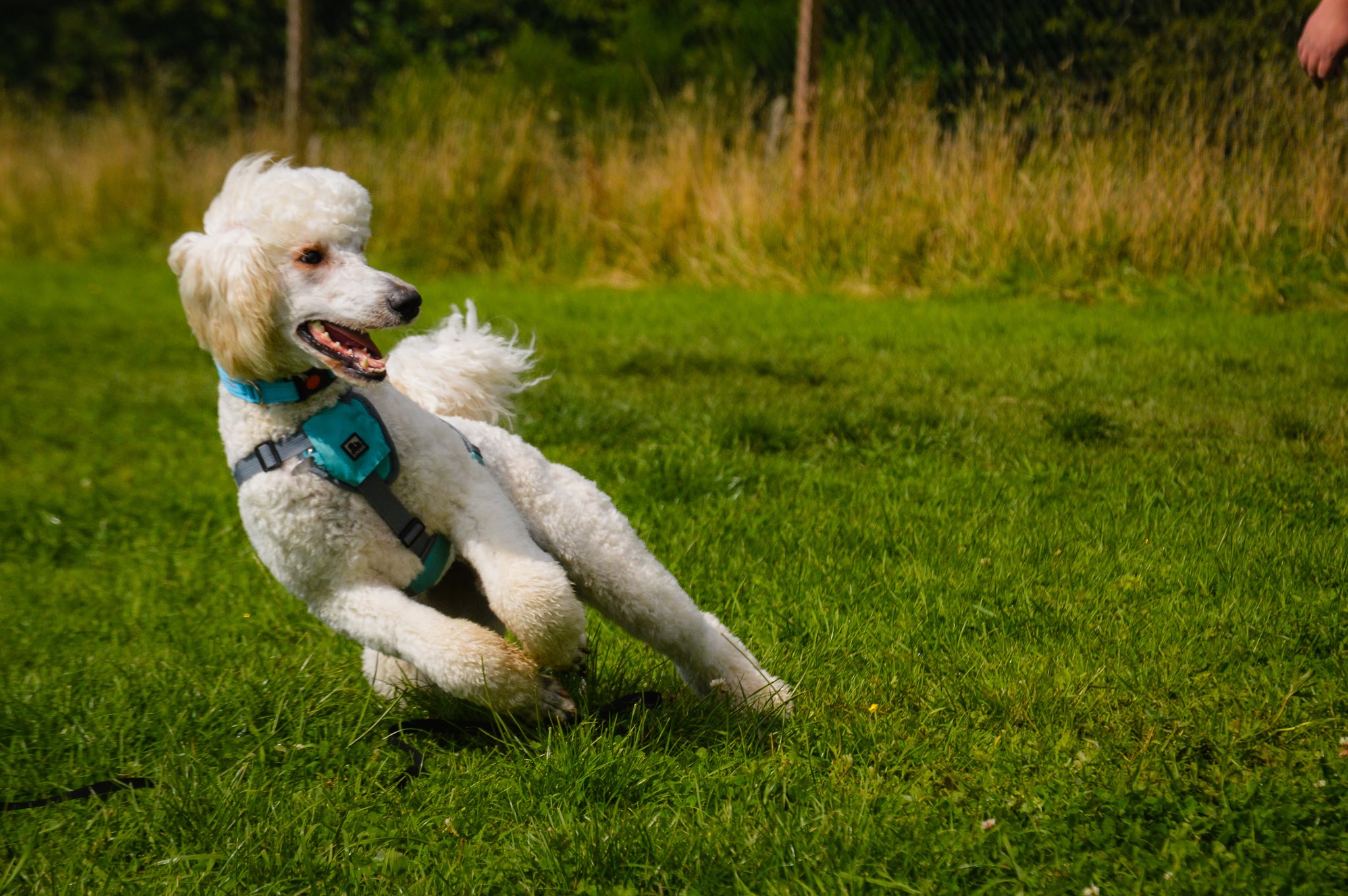 Locations Runfree Dog Fields
