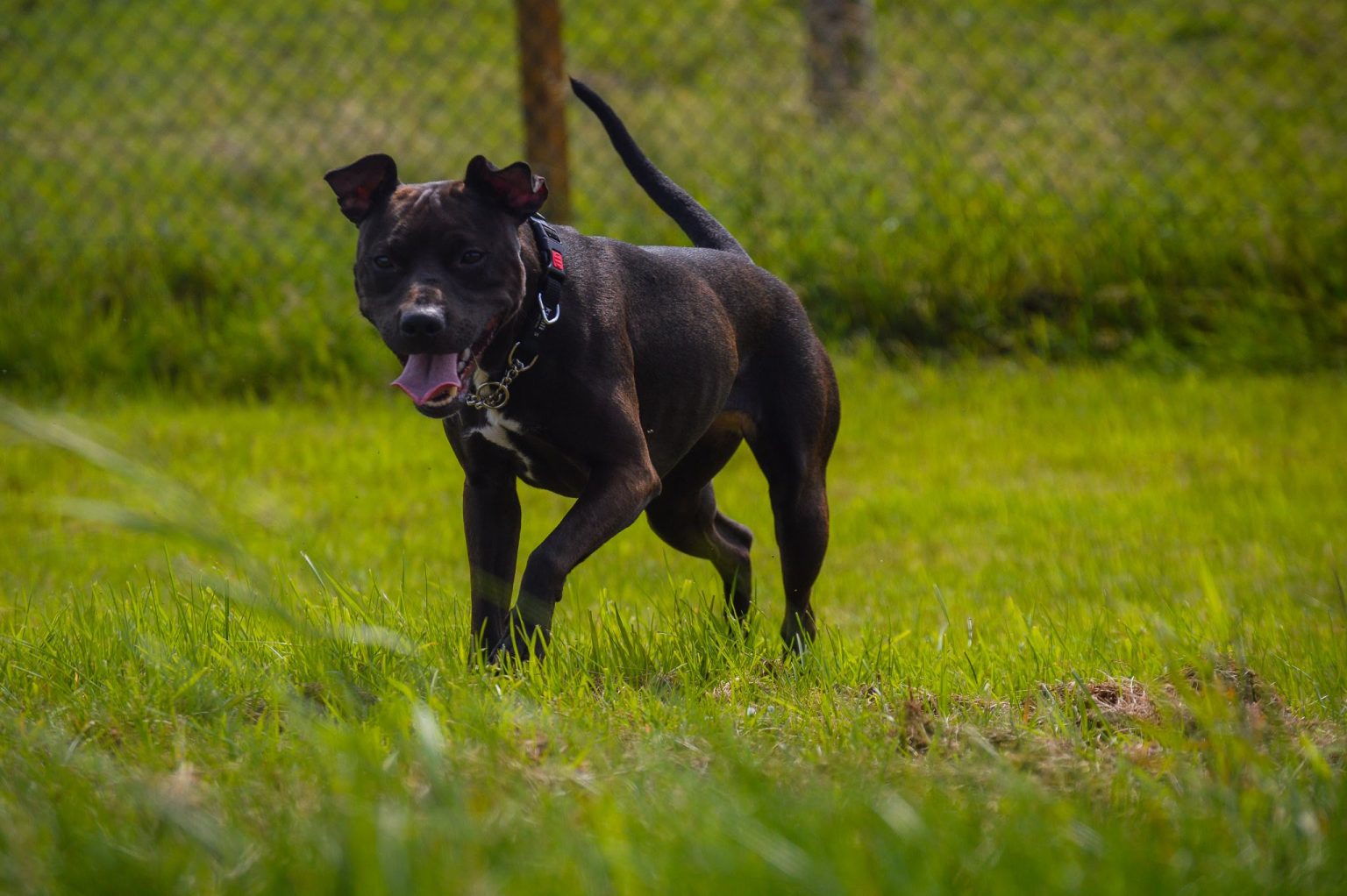 Gallery Runfree Dog Fields