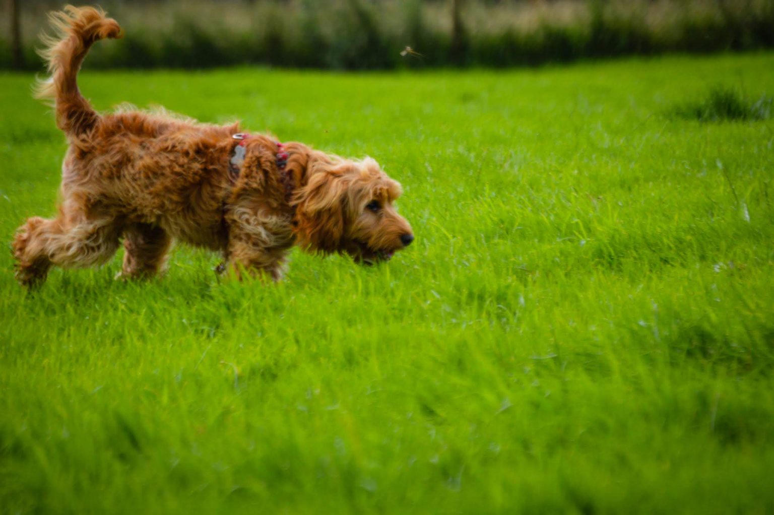 Gallery Runfree Dog Fields