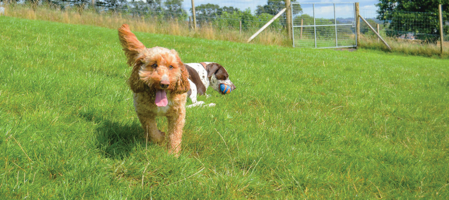 Gallery Runfree Dog Fields
