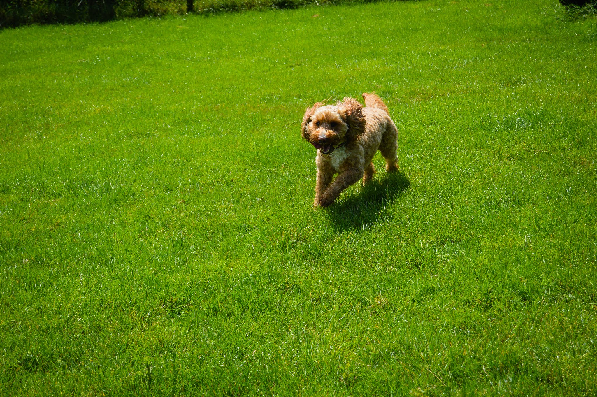 East Kilbride Runfree Dog Fields
