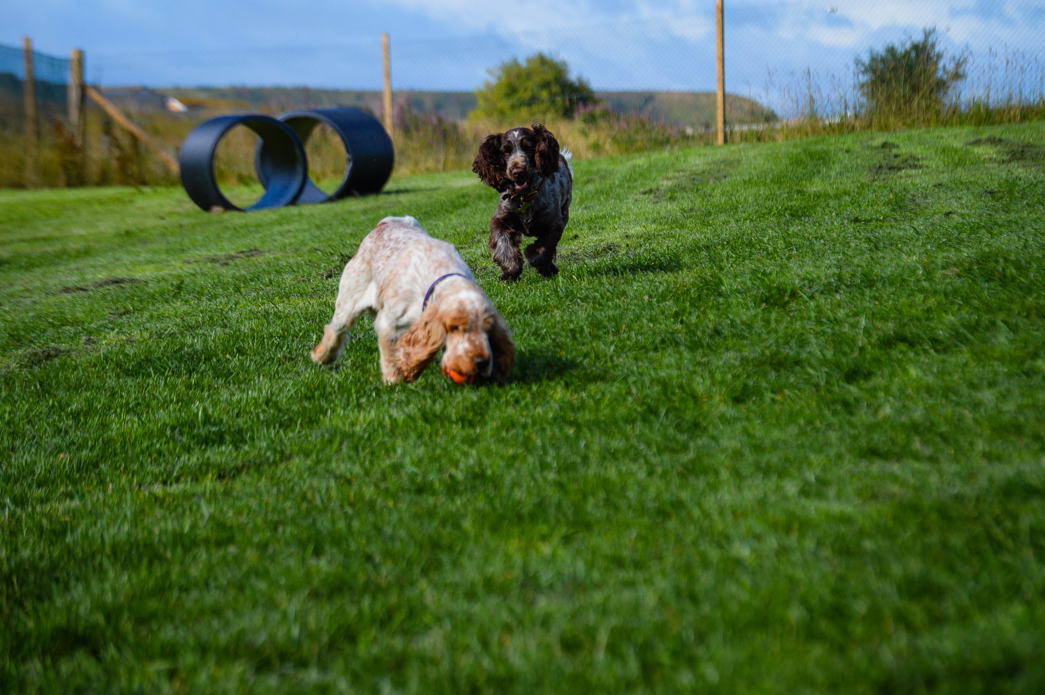 Kirkliston Runfree Dog Fields