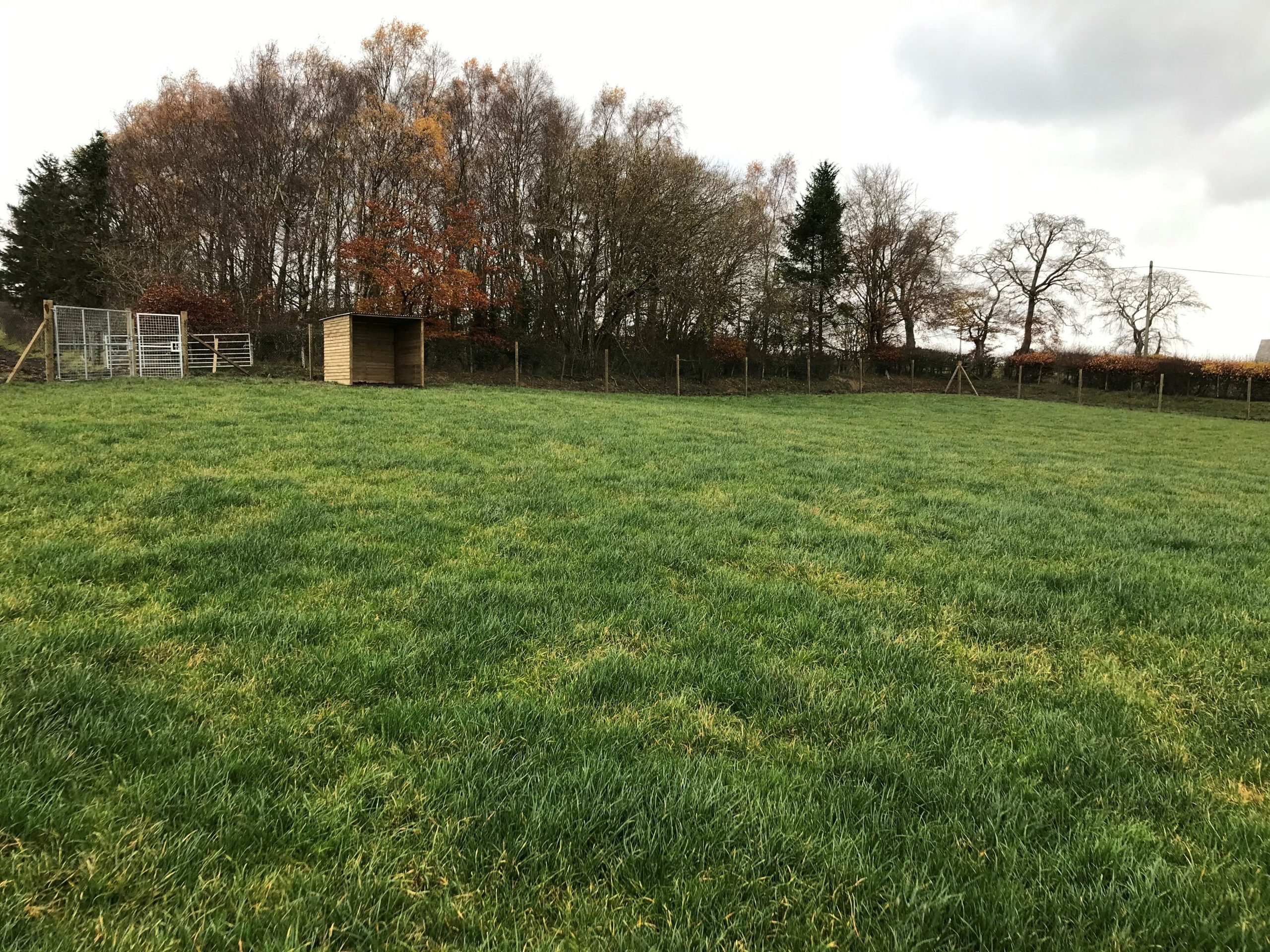 Carluke Runfree Dog Fields