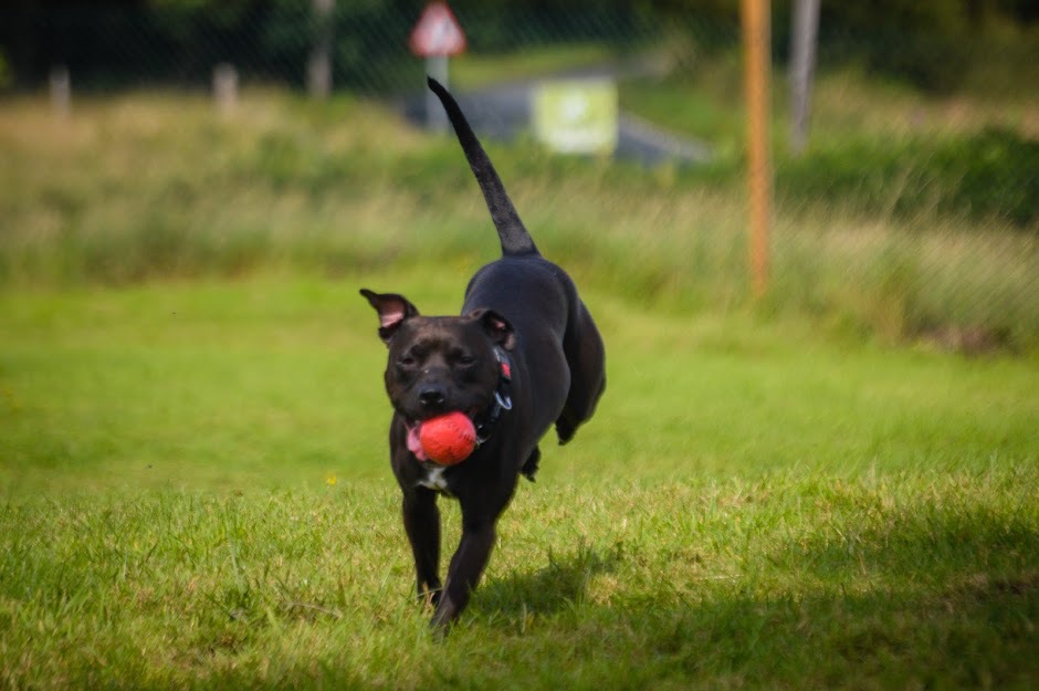 Carluke Runfree Dog Fields